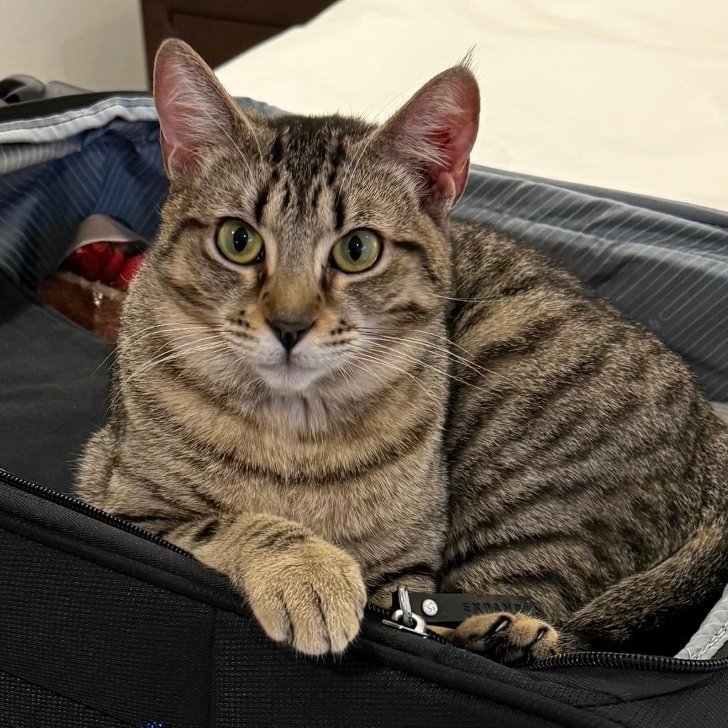 Primrose, Adoptable, Young Female Domestic Short Hair.