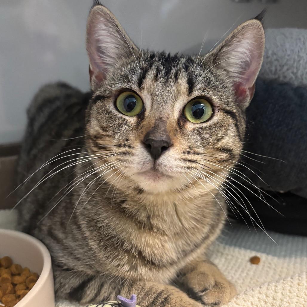 Tabitha, Adoptable, Young Female Domestic Short Hair.