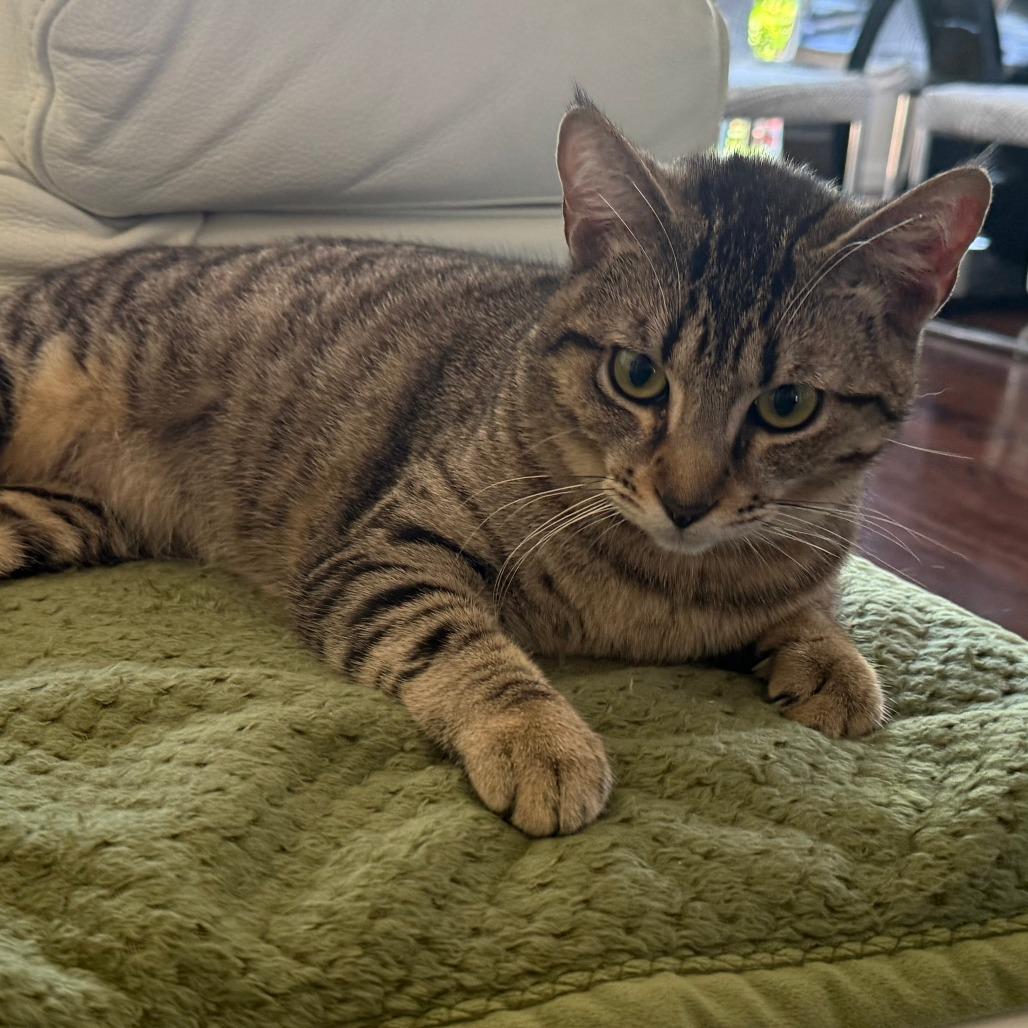 Enlarge Primrose, a Adoptable Domestic Short Hair in Redwood City, CA image 3/3