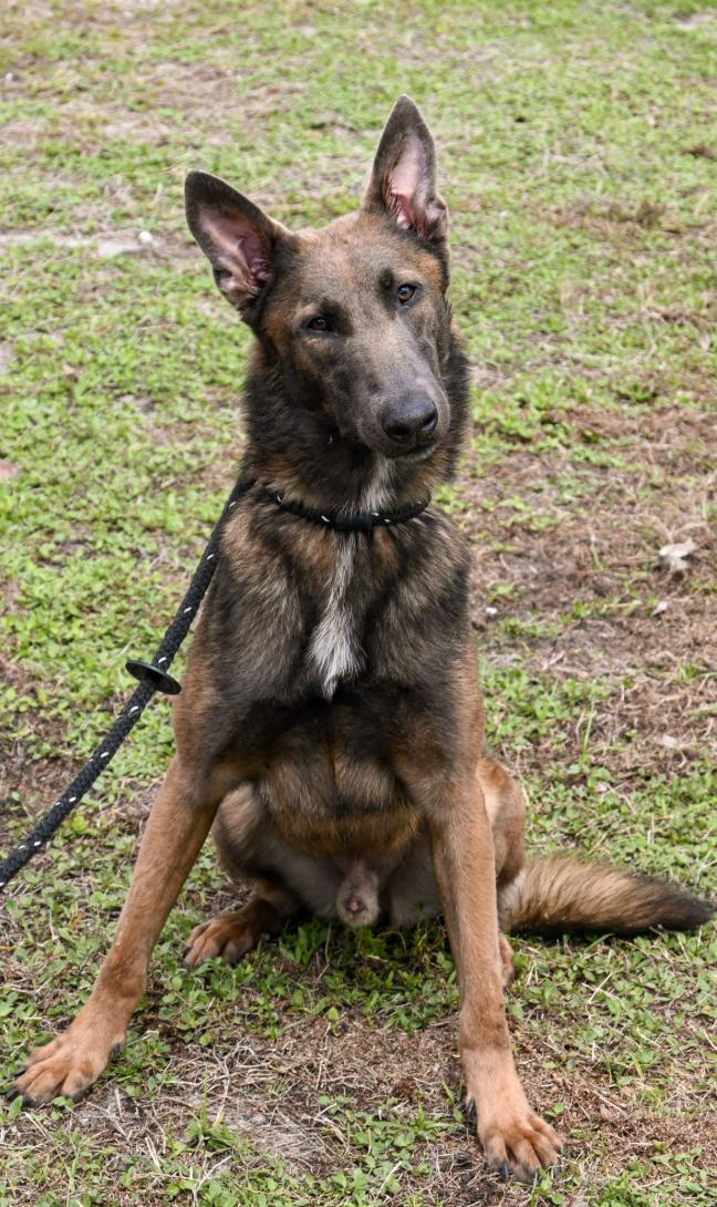 Enlarge Chad, a ADOPTABLE Belgian Shepherd / Malinois in Palm City, FL image 2/6