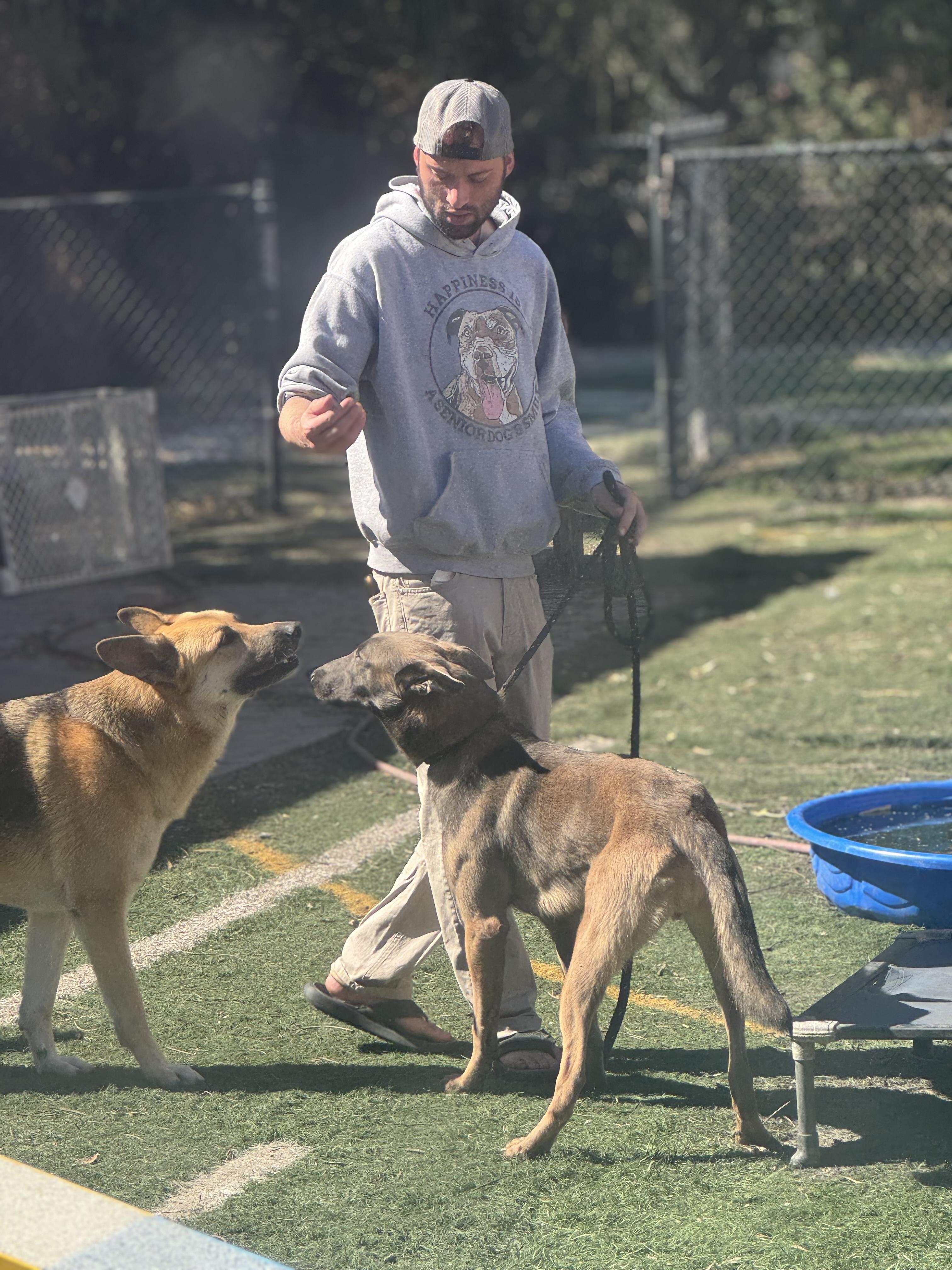 Chad, a ADOPTABLE Belgian Shepherd / Malinois in Palm City, FL image 3/4