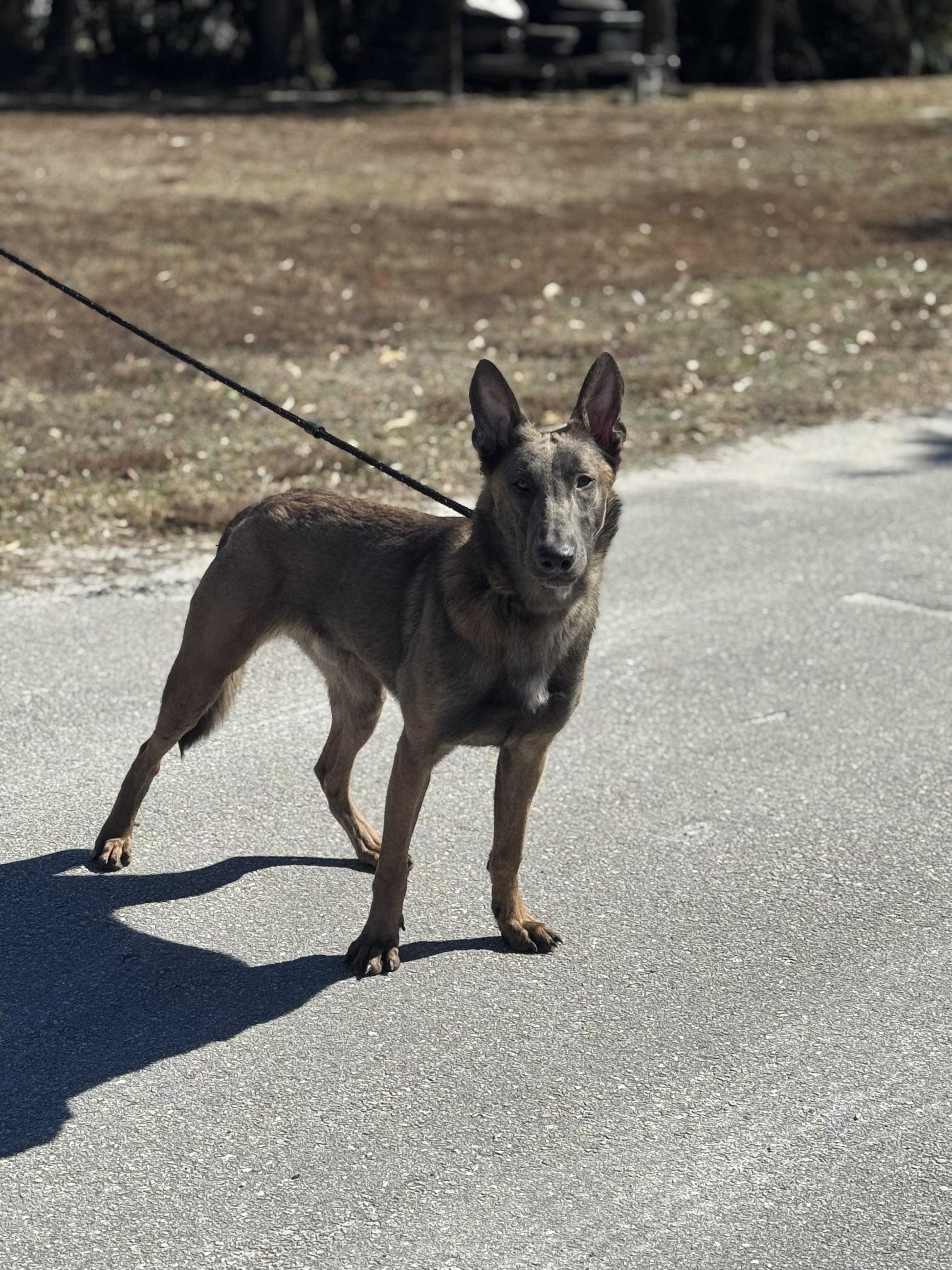 Chad, a ADOPTABLE Belgian Shepherd / Malinois in Palm City, FL image 4/4