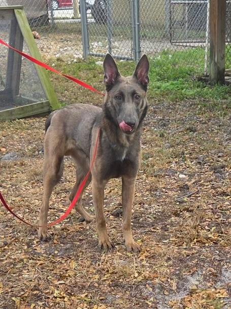 Chad, a ADOPTABLE Belgian Shepherd / Malinois in Palm City, FL image 2/4
