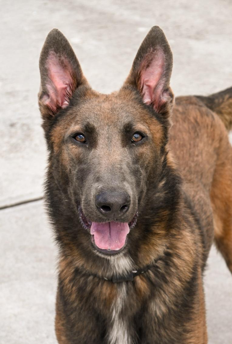 Enlarge Chad, a ADOPTABLE Belgian Shepherd / Malinois in Palm City, FL image 1/6