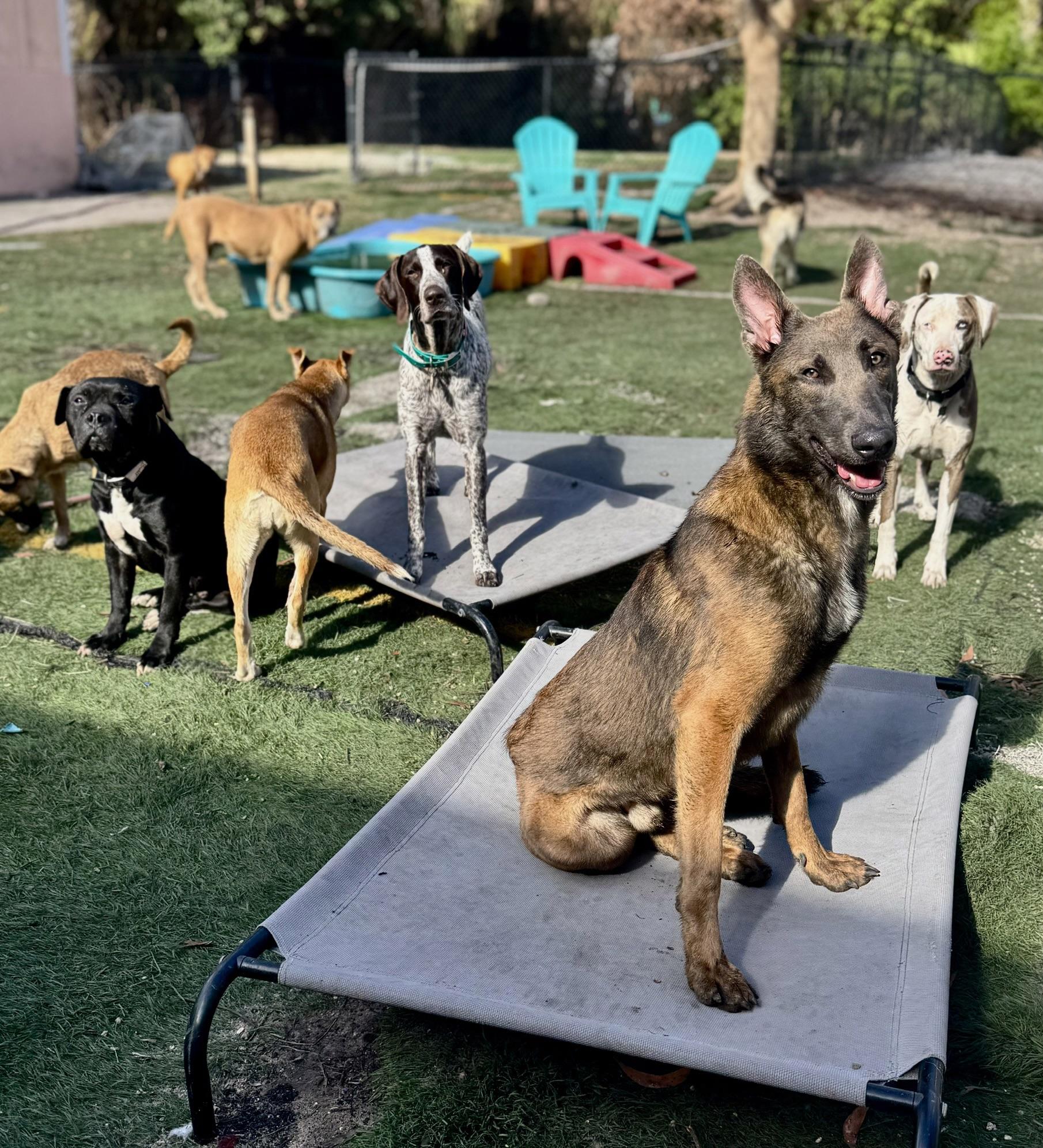 Enlarge Chad, a ADOPTABLE Belgian Shepherd / Malinois in Palm City, FL image 2/4