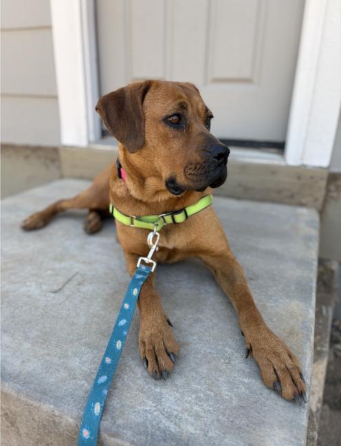 Enlarge COPPER, a Adoptable mixed breed in Broomfield, CO image 1/2