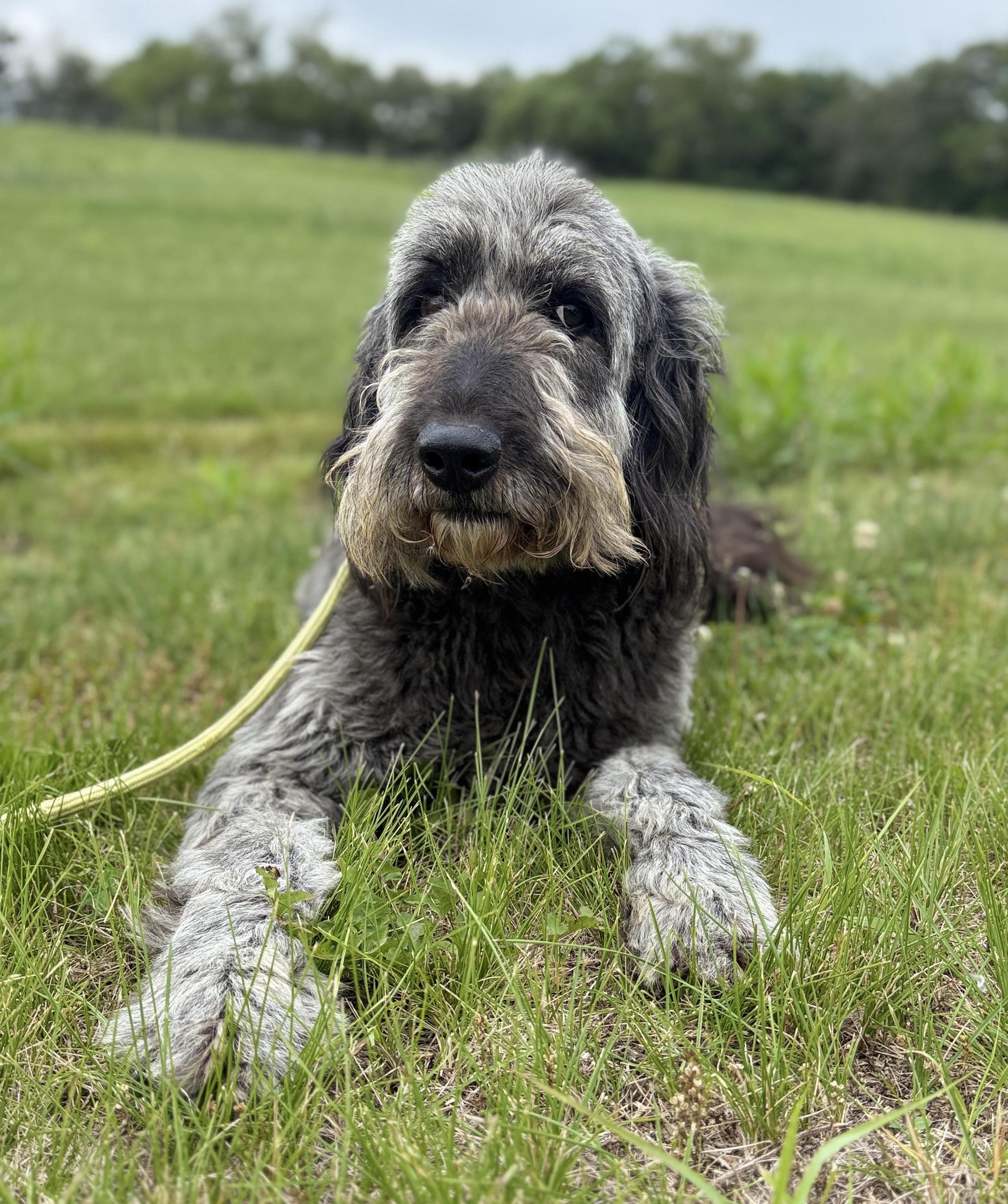Gidget, an adoptable Goldendoodle in Auburn, NE, 68305 | Photo Image 3