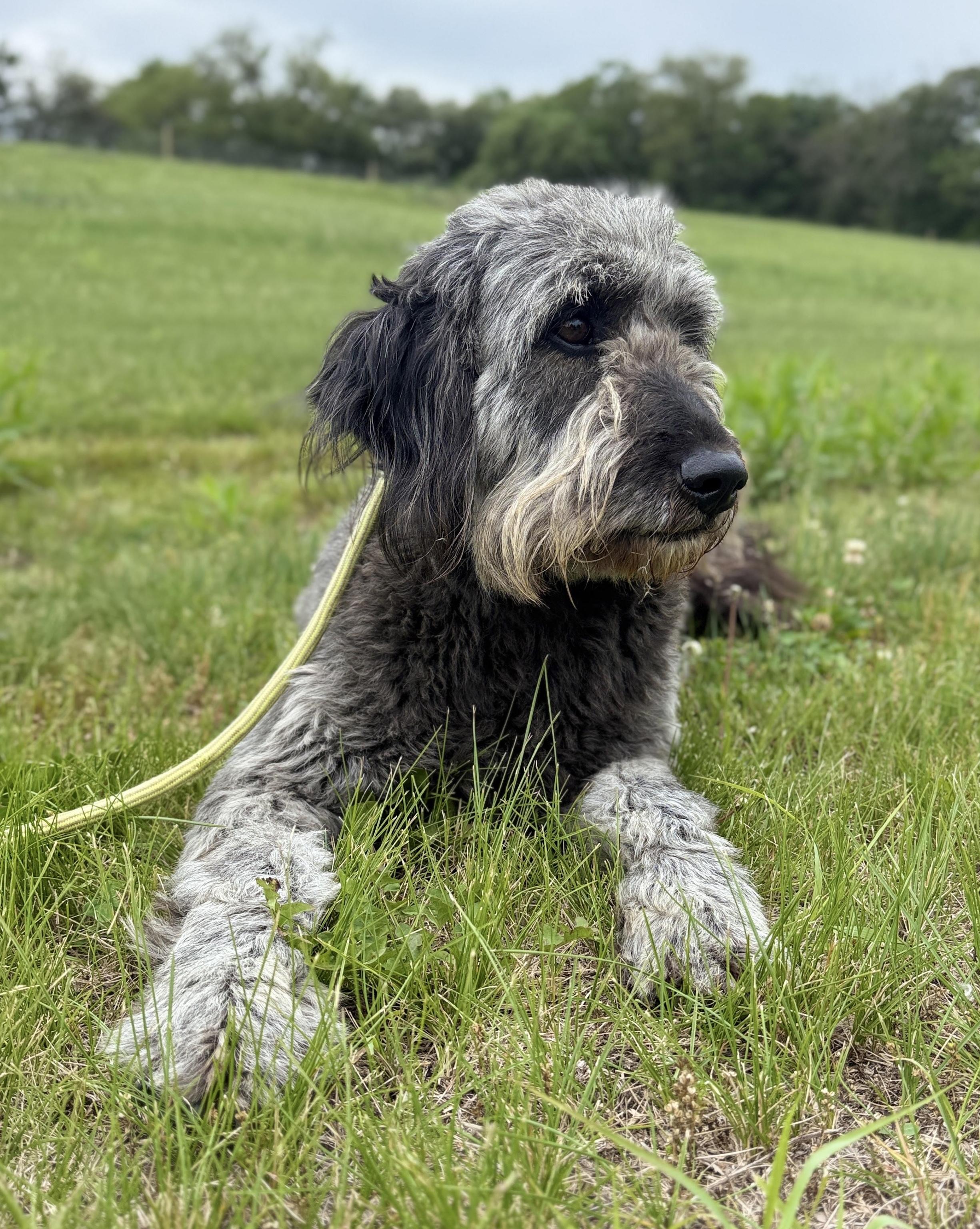 Gidget, an adoptable Goldendoodle in Auburn, NE, 68305 | Photo Image 4