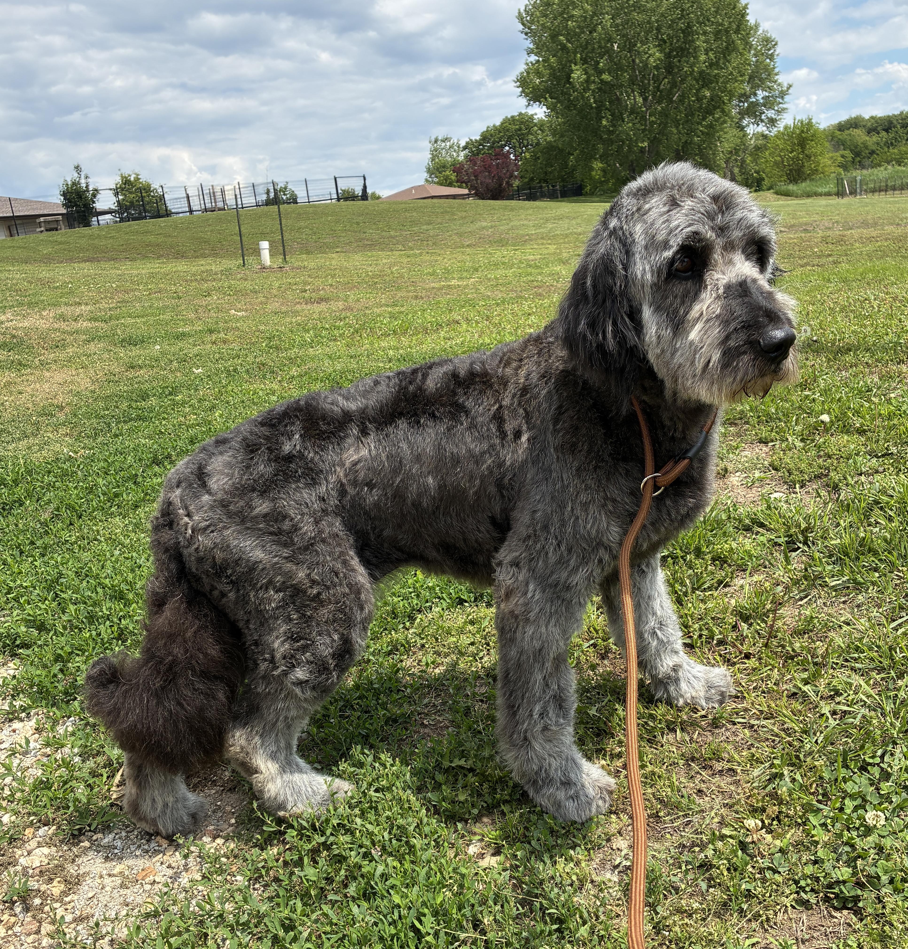 Gidget, an adoptable Goldendoodle in Auburn, NE, 68305 | Photo Image 2