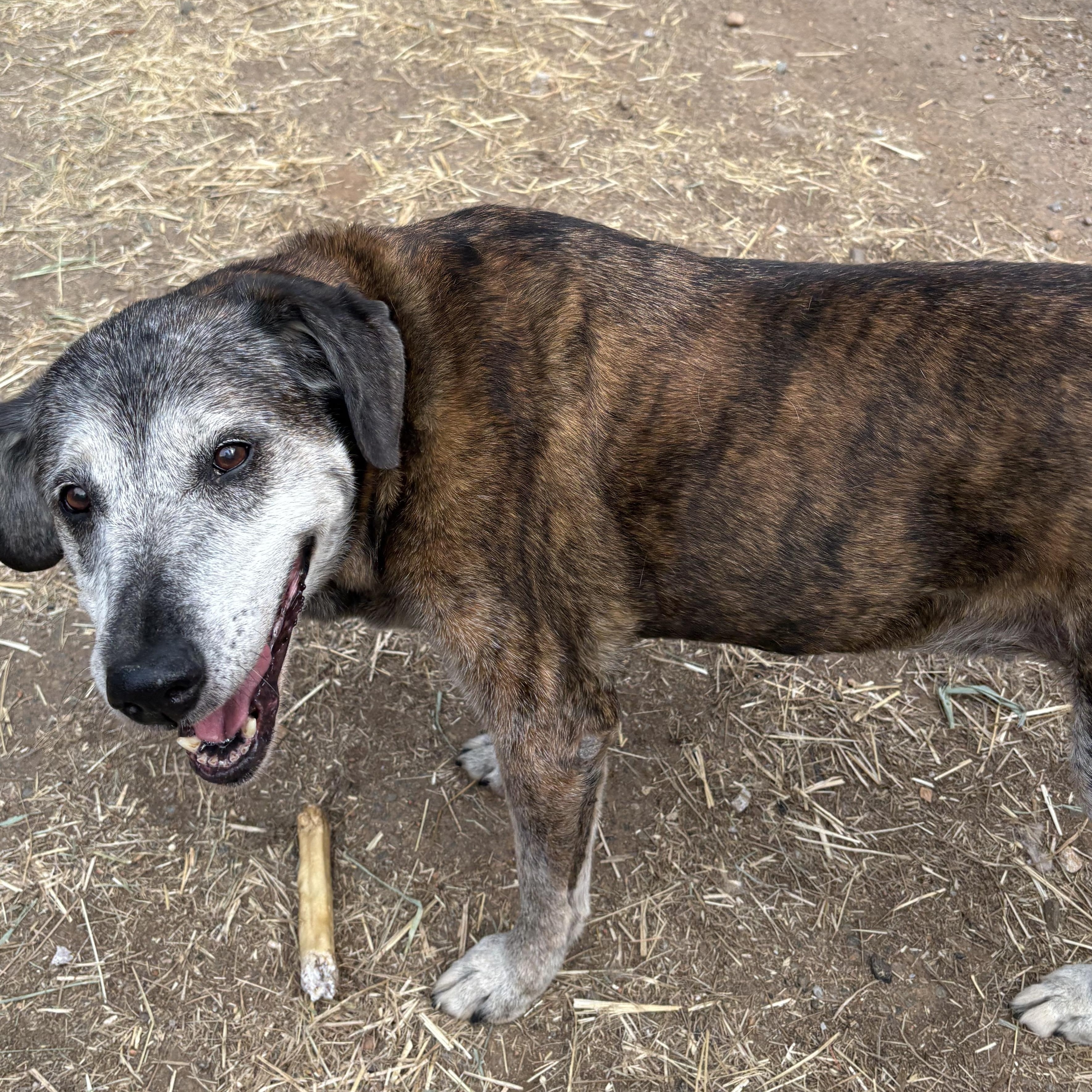 Enlarge Fiona , a Adoptable mixed breed in Oakland, CA image 2/6