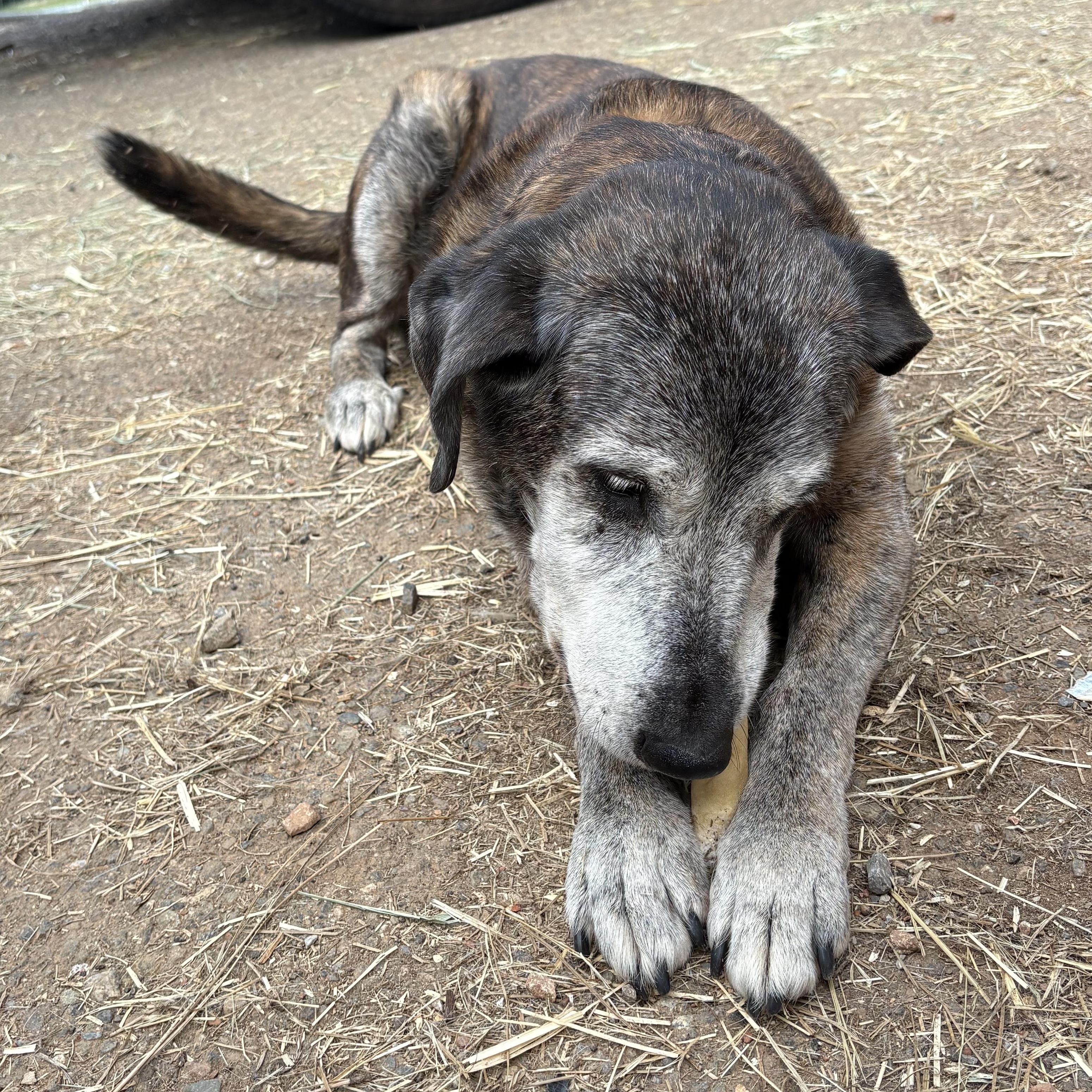 Enlarge Fiona , a Adoptable mixed breed in Oakland, CA image 3/6