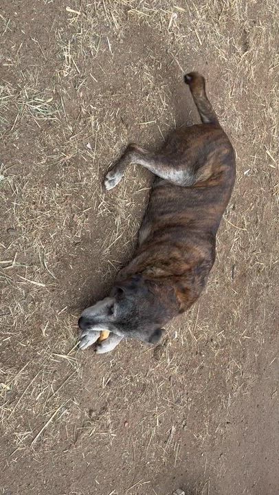 Enlarge Fiona , a Adoptable mixed breed in Oakland, CA video 4/6