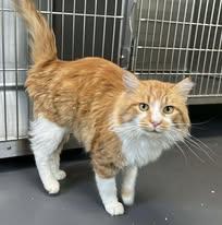 Enlarge Versace, a Adoptable Domestic Long Hair in Lincoln, MI image 1/1