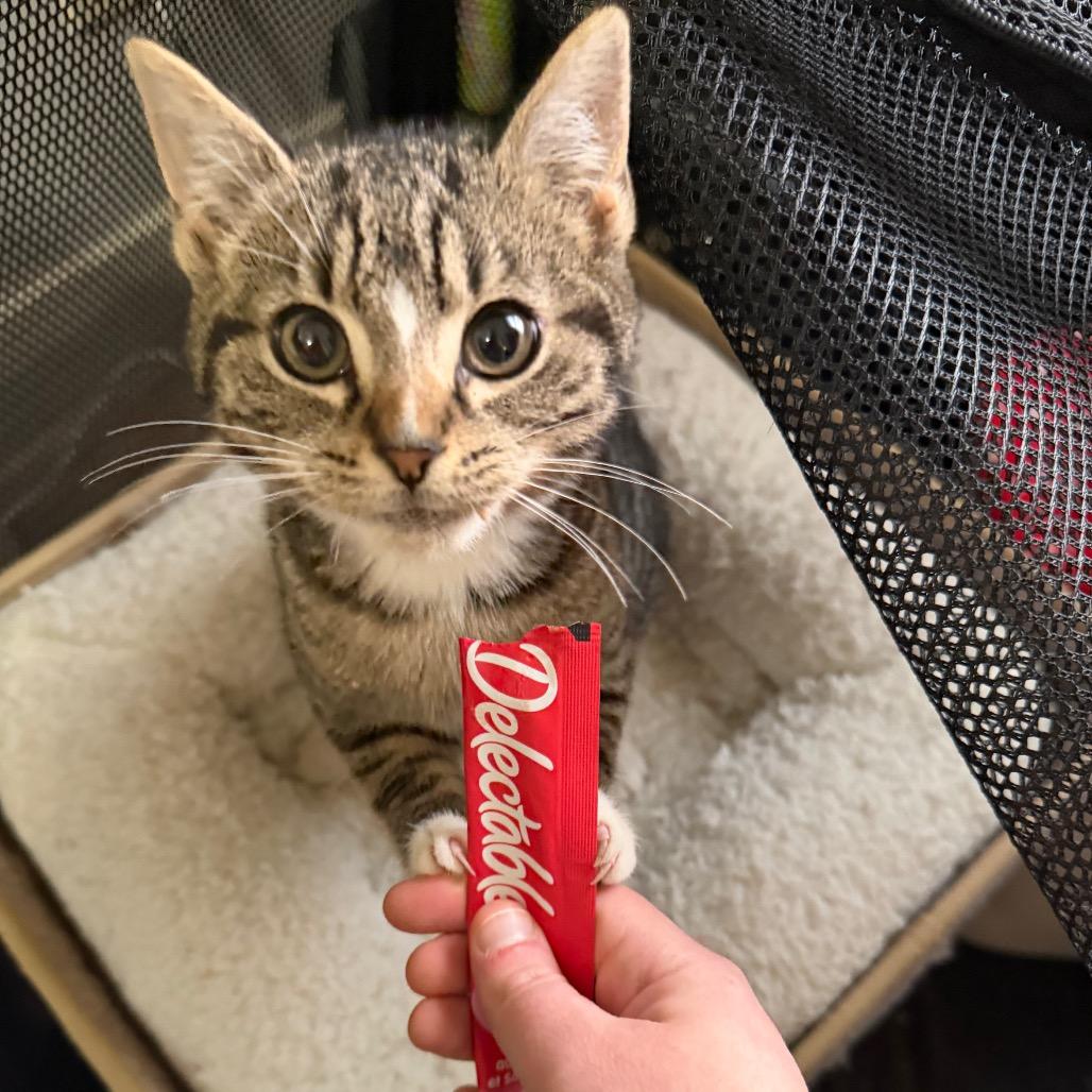 25-267 Pickles, Adoptable, Kitten Male Domestic Short Hair.