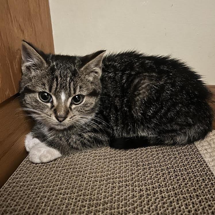 25-267 Pickles, a Adoptable Domestic Short Hair in North Branford, CT image 2/6