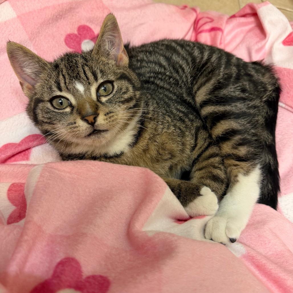 25-267 Pickles, a Adoptable Domestic Short Hair in North Branford, CT image 3/6