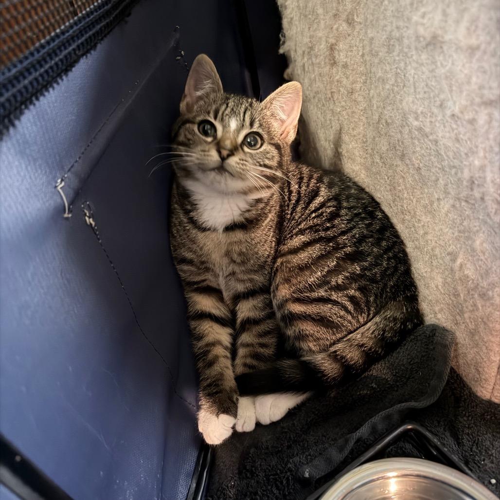 25-267 Pickles — thumbnail 3