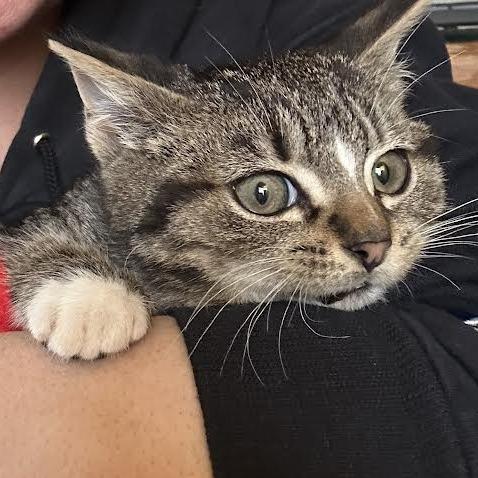 25-267 Pickles, a Adoptable Domestic Short Hair in North Branford, CT image 4/6