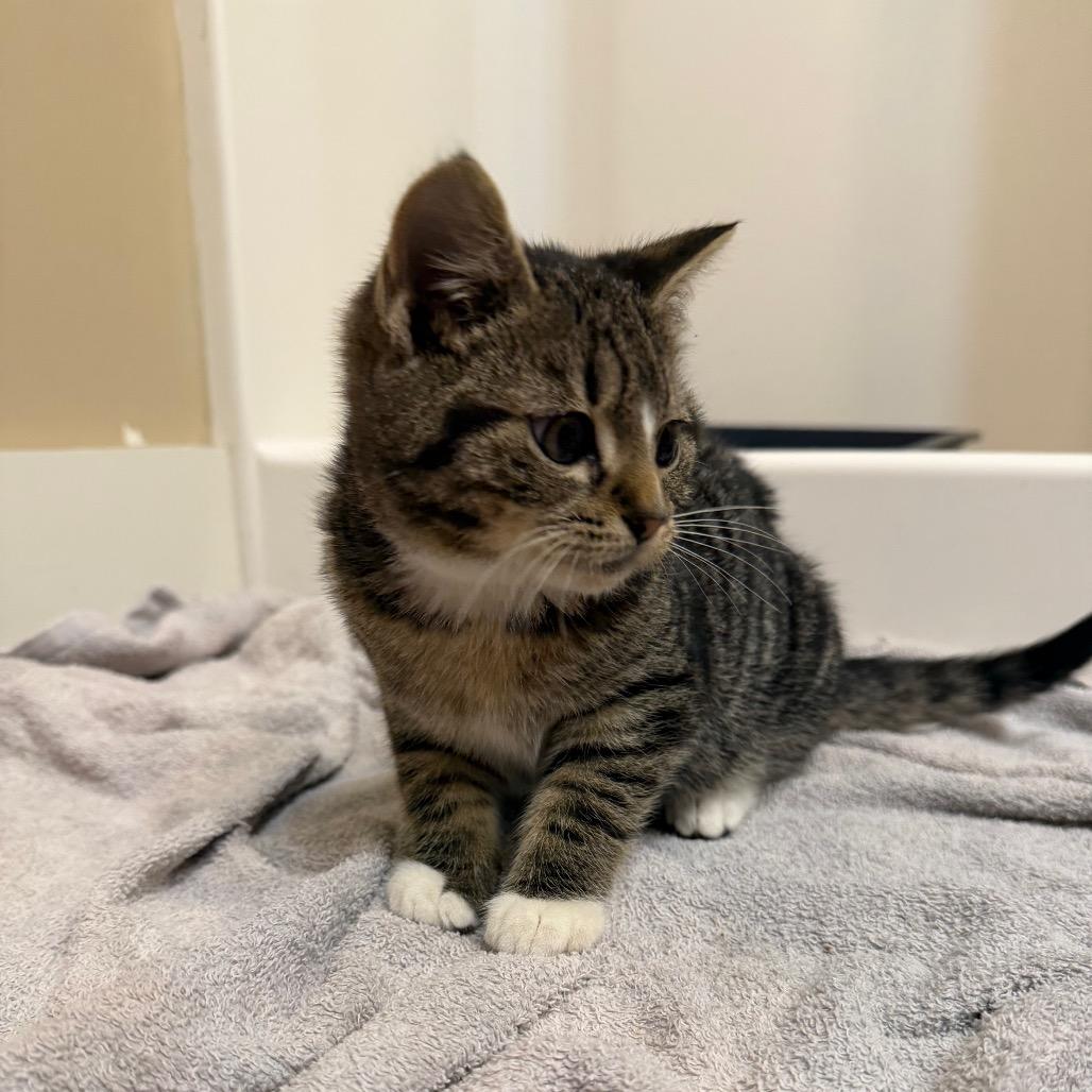 25-267 Pickles, a Adoptable Domestic Short Hair in North Branford, CT image 5/6