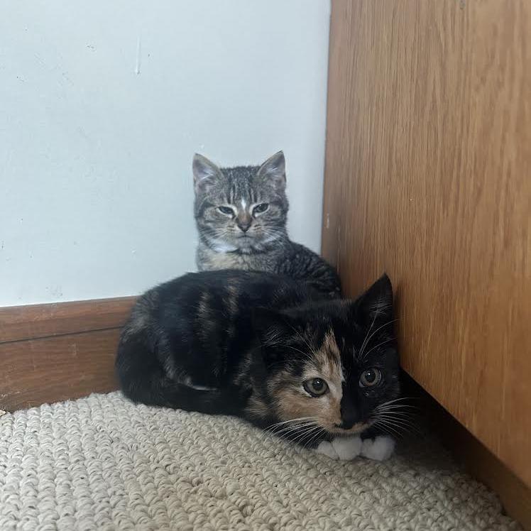 25-267 Pickles, a Adoptable Domestic Short Hair in North Branford, CT image 6/6