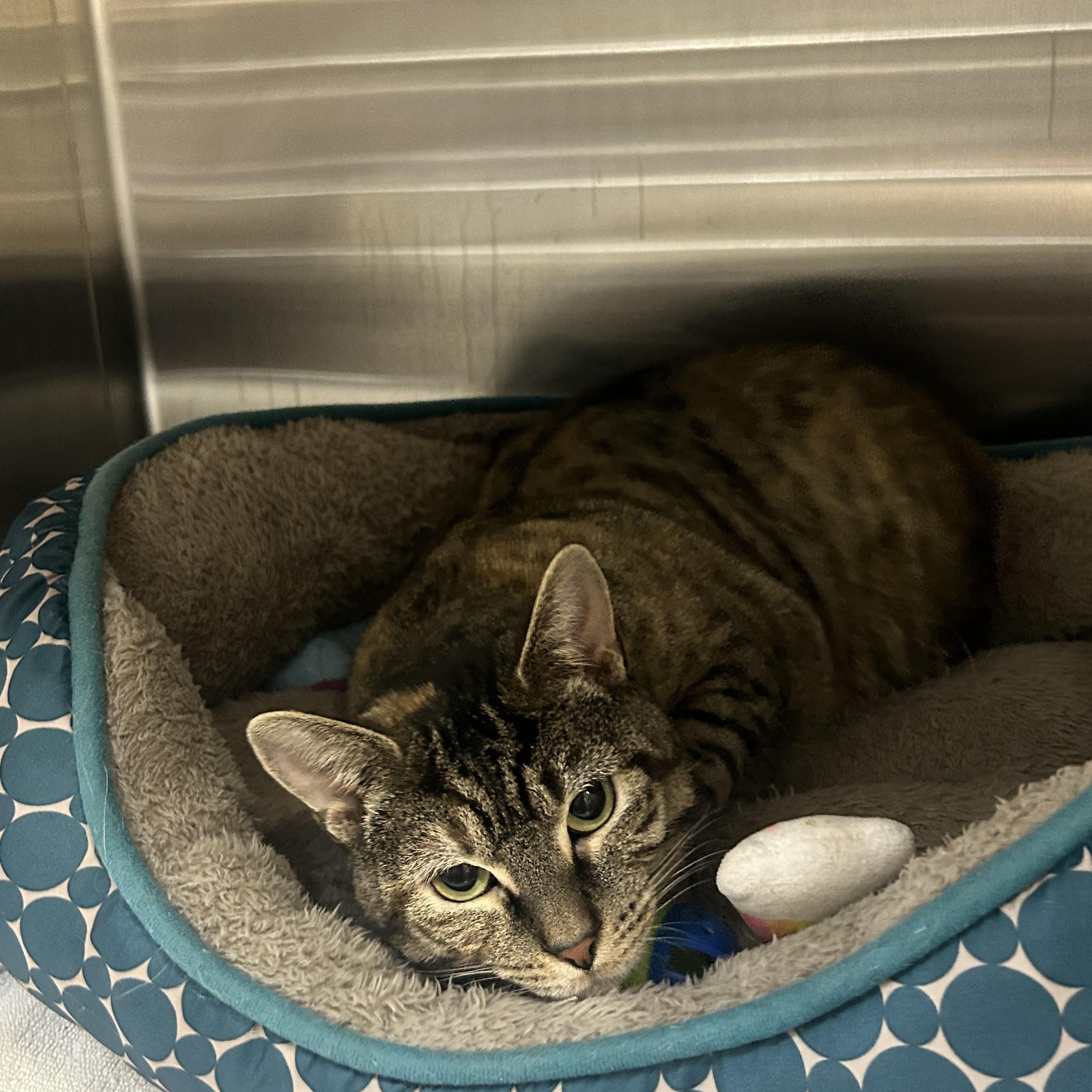 Shania , ADOPTABLE, Adult Female Domestic Short Hair.