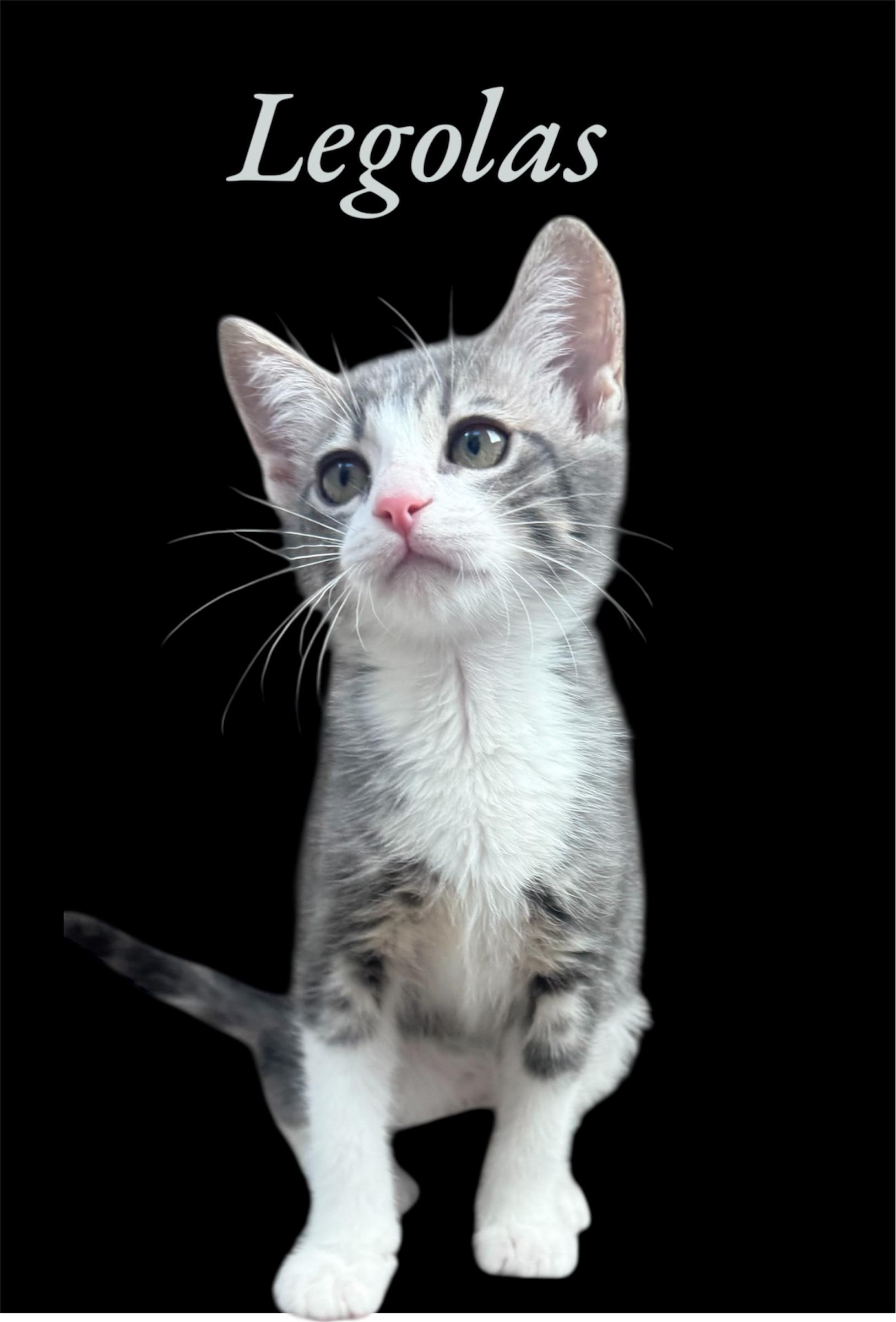 Legolas Domestic Short Hair Cat
