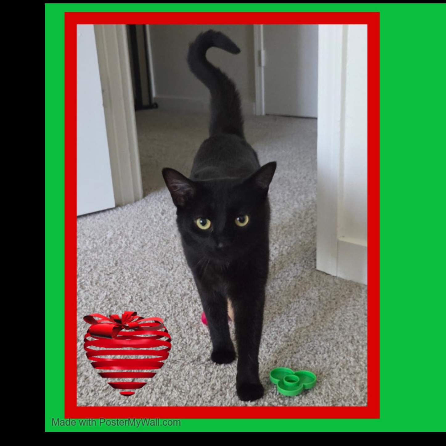 Enlarge Sylvie Lady-Panther, a Adoptable Domestic Short Hair in Beaverton, OR image 5/6