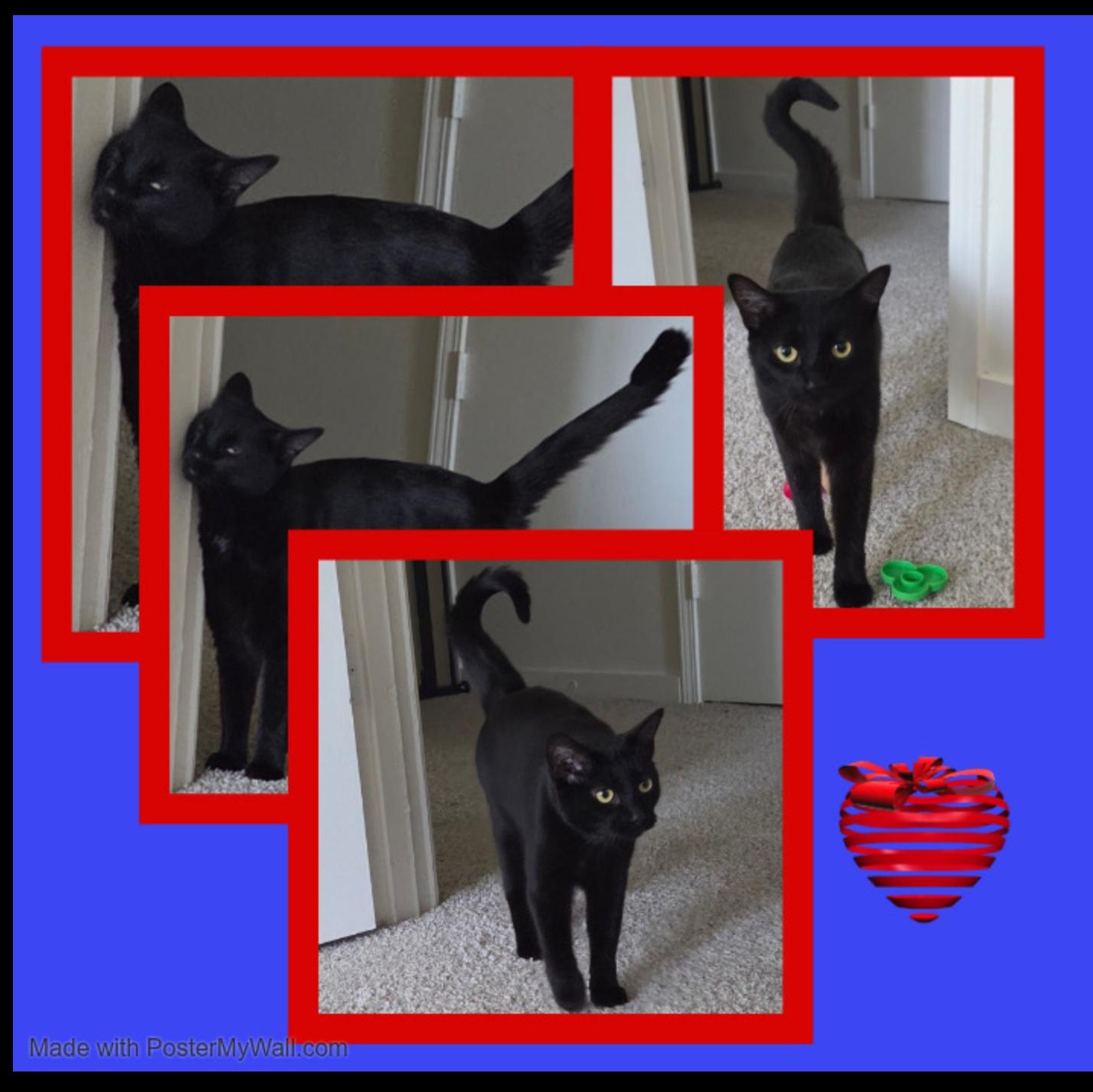 Enlarge Sylvie Lady-Panther, a Adoptable Domestic Short Hair in Beaverton, OR image 2/6