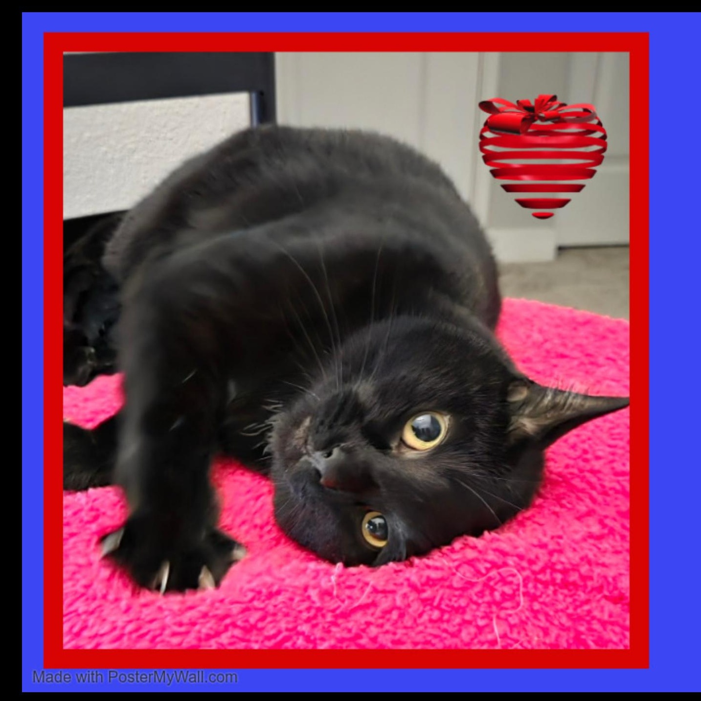 Enlarge Sylvie Lady-Panther, a Adoptable Domestic Short Hair in Beaverton, OR image 1/6