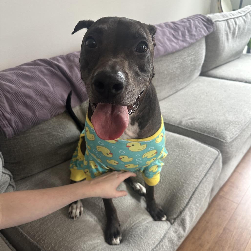 Kobe, a Adoptable mixed breed in Wantagh, NY image 2/6