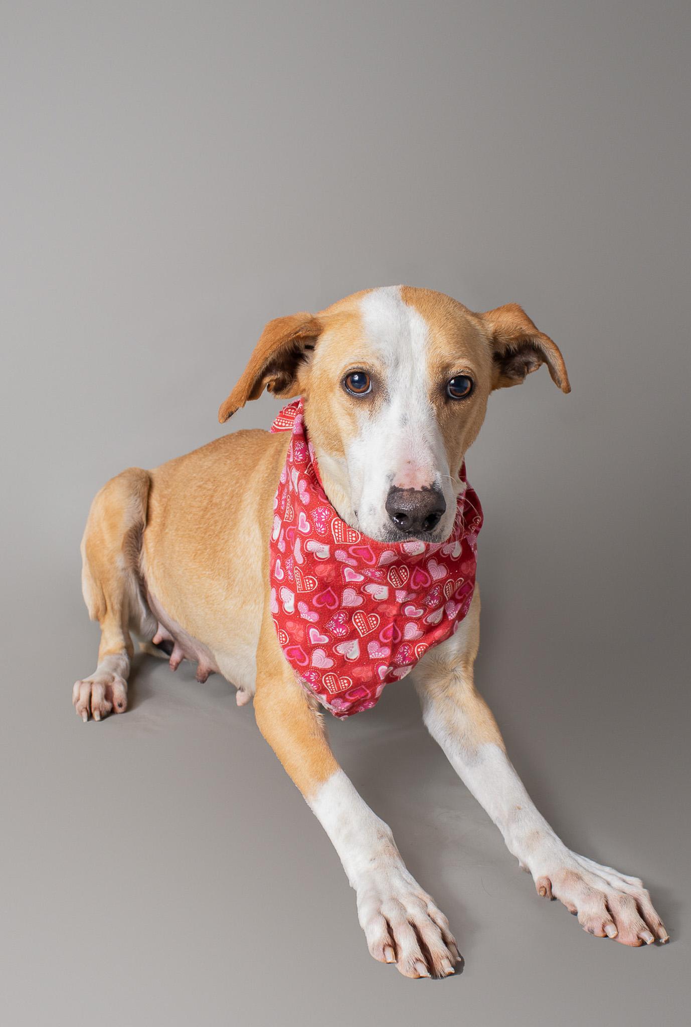 Enlarge Wrenley Jane, a ADOPTABLE mixed breed in Plaquemine, LA image 2/2