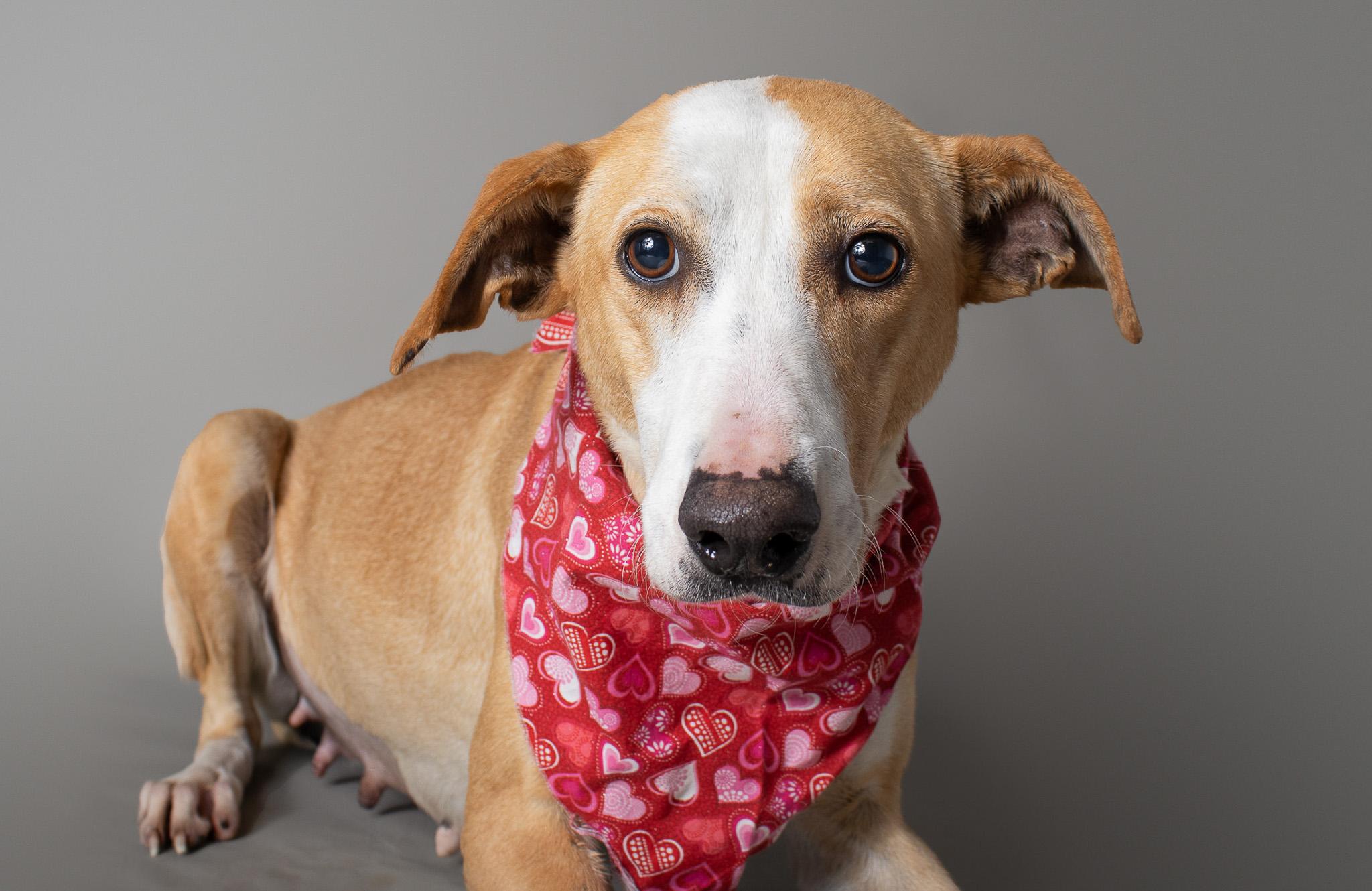 Enlarge Wrenley Jane, a ADOPTABLE mixed breed in Plaquemine, LA image 1/2