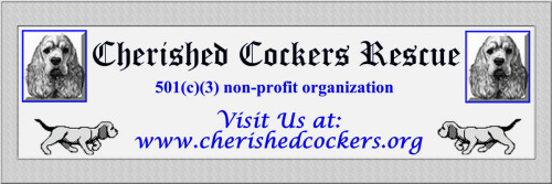 Enlarge Foster Homes Needed, a Adoptable Cocker Spaniel in Mentor, OH image 4/8