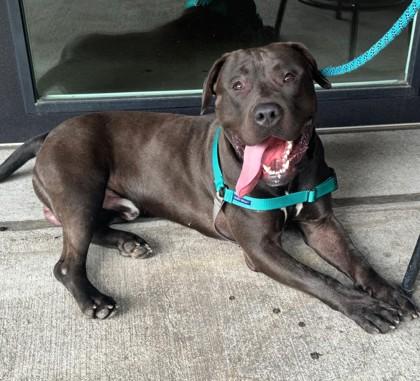 Delaney, Adoptable, Adult Male Pit Bull Terrier & Mixed Breed.