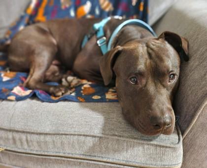 Delaney, a Adoptable mixed breed in Washington, DC image 3/3