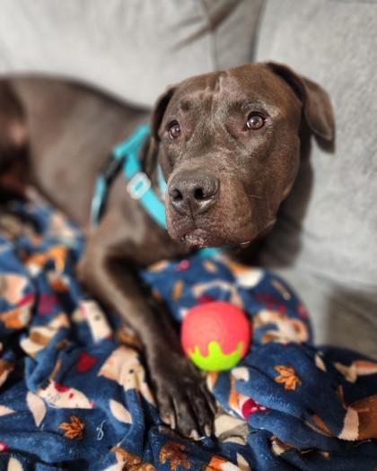 Delaney, Adoptable, Adult Male Mixed Breed & Mixed Breed.