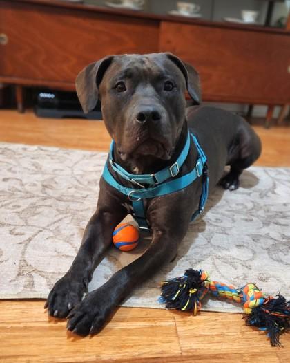 Enlarge Delaney, a Adoptable mixed breed in Washington, DC image 3/3