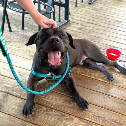 Enlarge Delaney, a Adoptable mixed breed in Washington, DC image 2/3