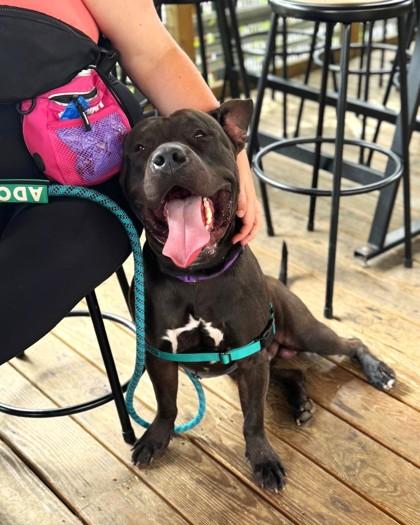 Enlarge Delaney, a Adoptable mixed breed in Washington, DC image 3/3