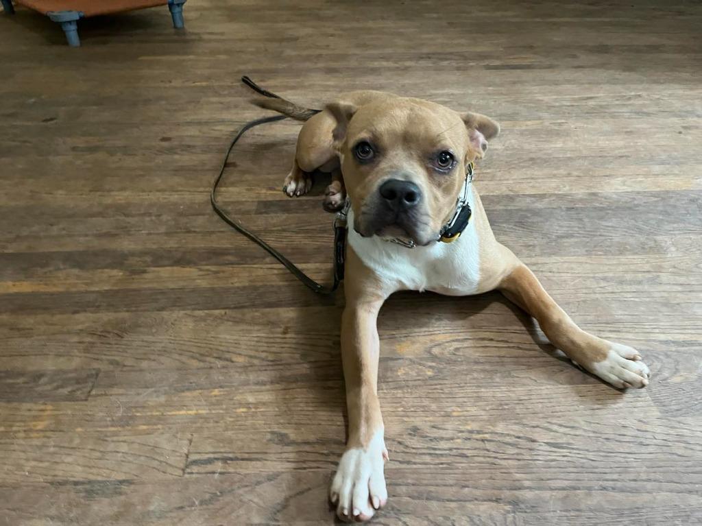 Hilly aka Opal, Adoptable, Adult Female Pit Bull Terrier.