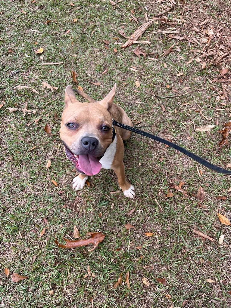 Enlarge Hilly aka Opal, a Adoptable Pit Bull Terrier in Macon, GA image 2/6