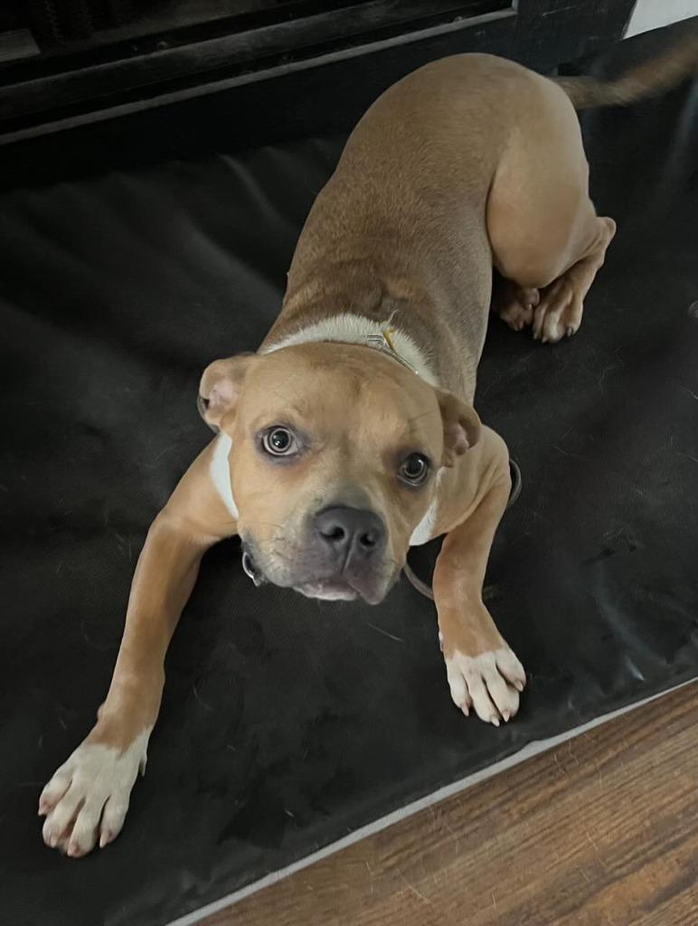 Hilly aka Opal, Adoptable, Adult Female Pit Bull Terrier.