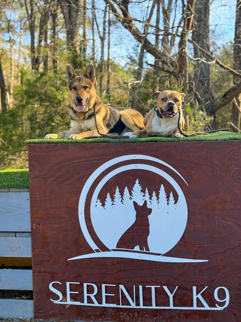 Hilly aka Opal, Adoptable, Adult Female Pit Bull Terrier.