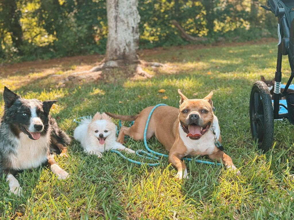Hilly aka Opal, a Adoptable Pit Bull Terrier in Macon, GA image 2/6