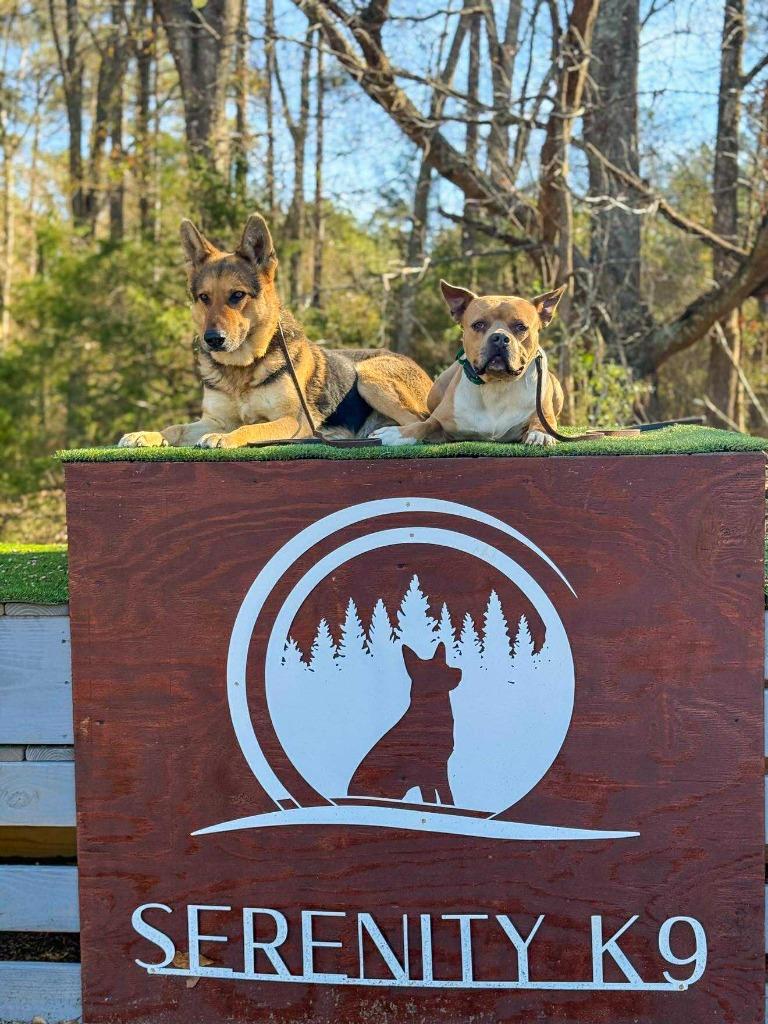 Hilly aka Opal, a Adoptable Pit Bull Terrier in Macon, GA image 3/6