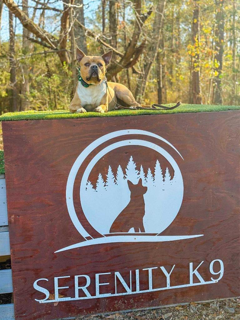 Hilly aka Opal, a Adoptable Pit Bull Terrier in Macon, GA image 4/6