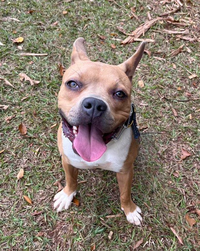 Enlarge Hilly aka Opal, a Adoptable Pit Bull Terrier in Macon, GA image 5/6