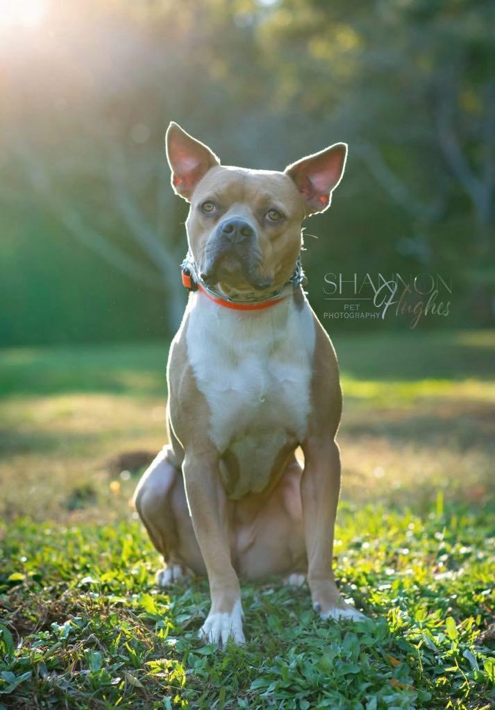 Enlarge Hilly aka Opal, a Adoptable Pit Bull Terrier in Macon, GA image 6/6