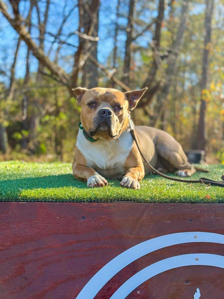 Hilly aka Opal, a Adoptable Pit Bull Terrier in Macon, GA image 5/6