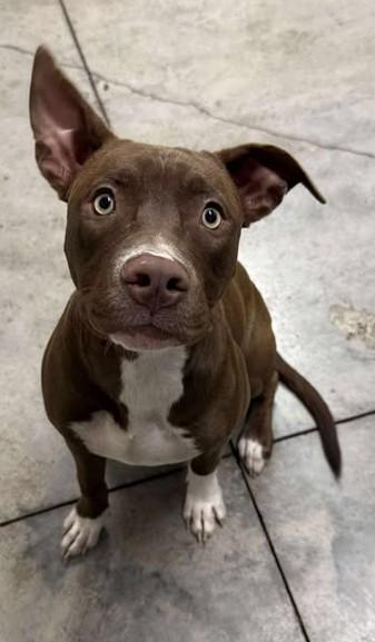 Enlarge Zayne, a Adoptable mixed breed in Lampasas, TX image 1/2